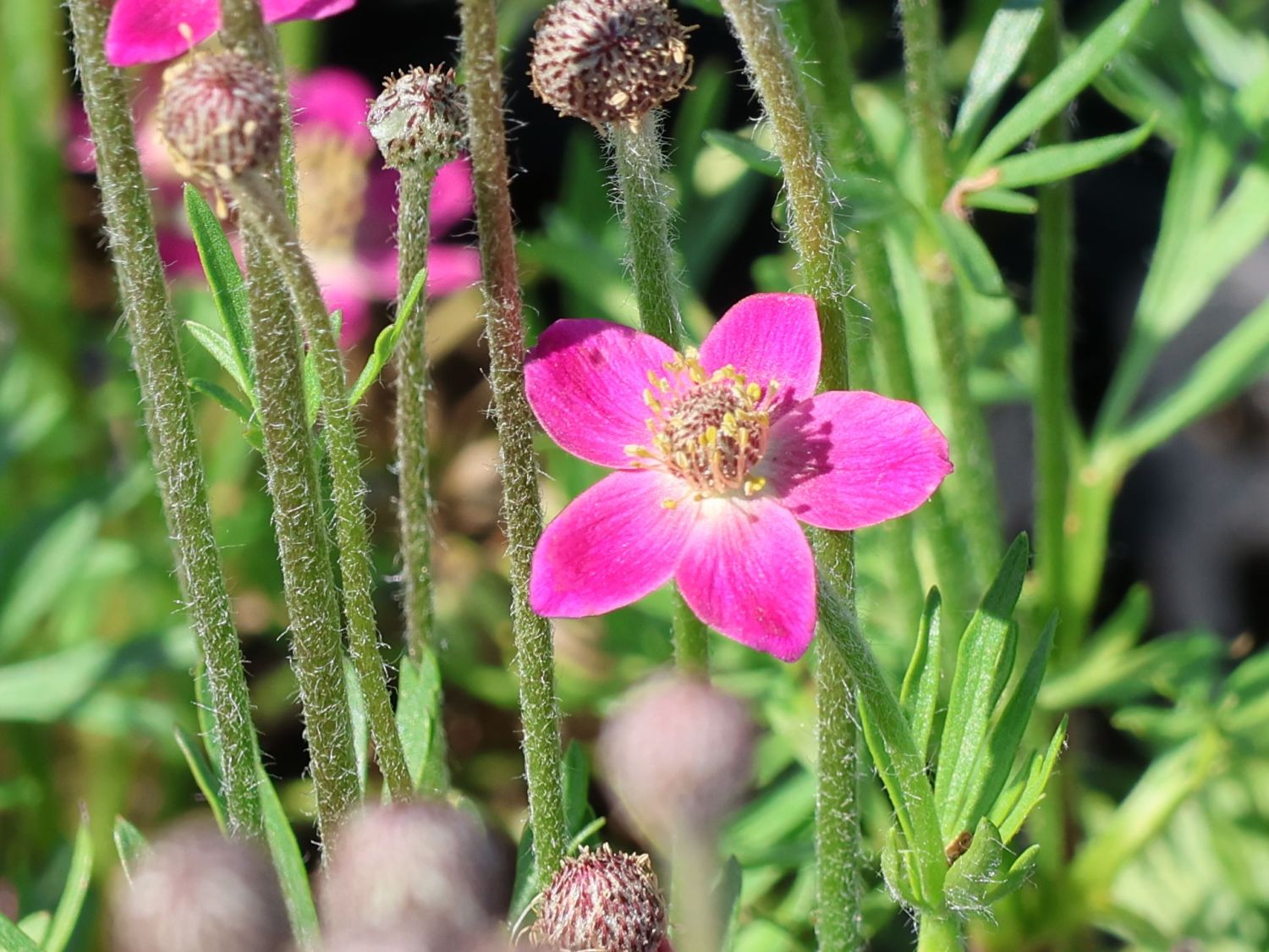 Frühsommer-Windröschen 'Annabella Deep Rosea' - Anemone multifida 'Annabella Deep Rosea'
