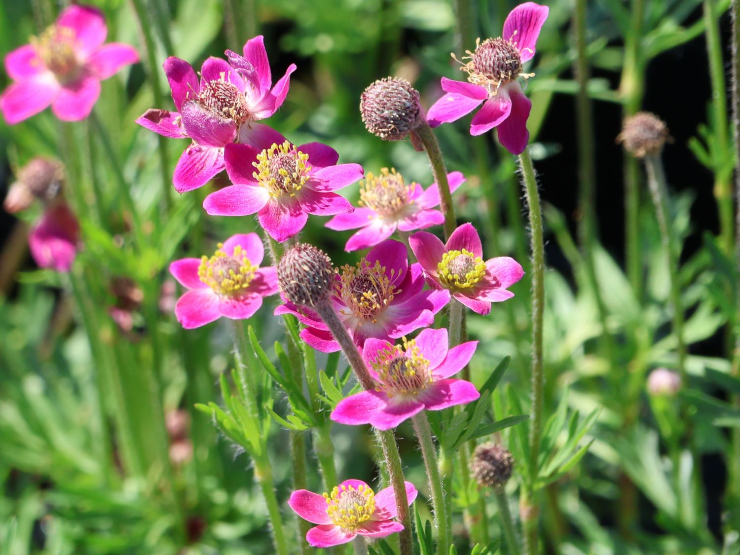 Frühsommer-Windröschen 'Annabella Deep Rosea' - Anemone multifida 'Annabella Deep Rosea'