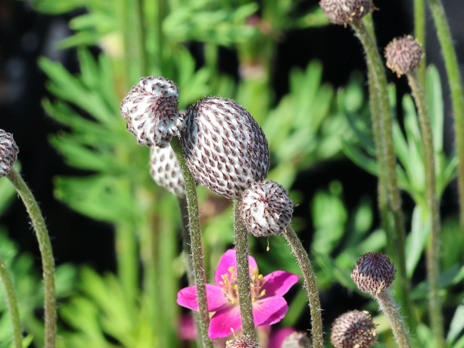 Frühsommer-Windröschen 'Annabella Deep Rosea' - Anemone multifida 'Annabella Deep Rosea'