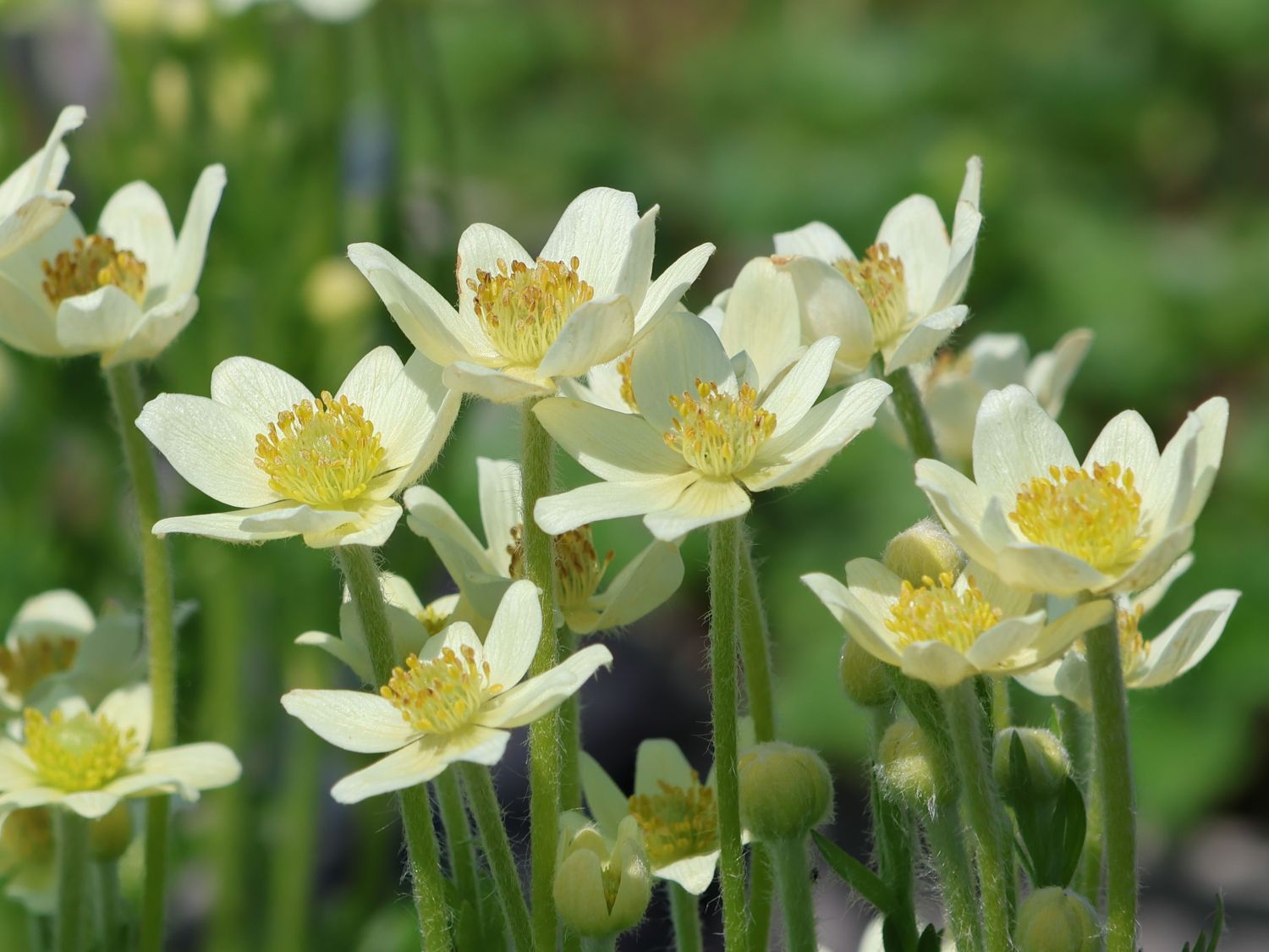Frühsommer-Windröschen 'Annabella White'