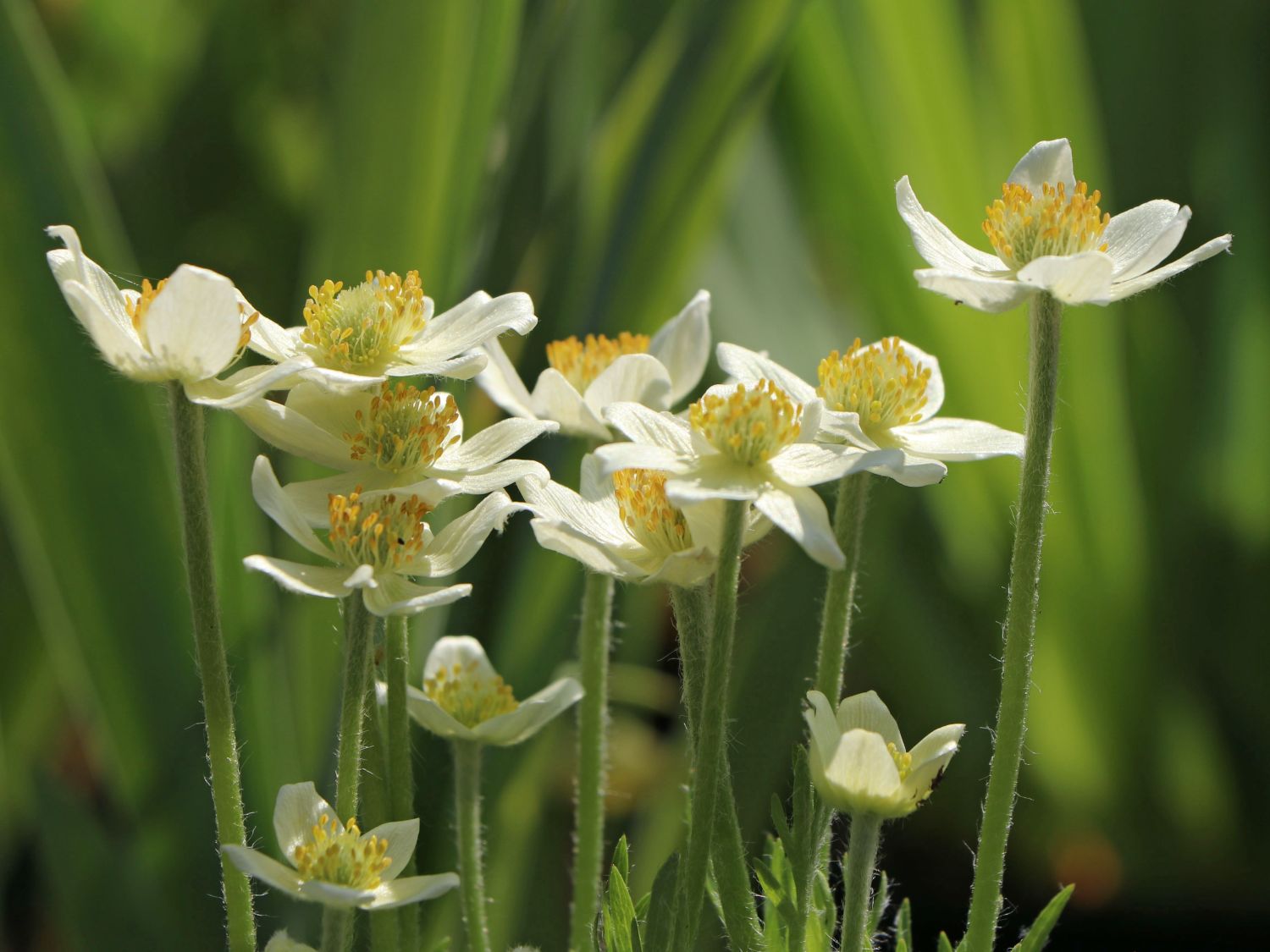 Frühsommer-Windröschen 'Annabella White' - Anemone multifida 'Annabella White'