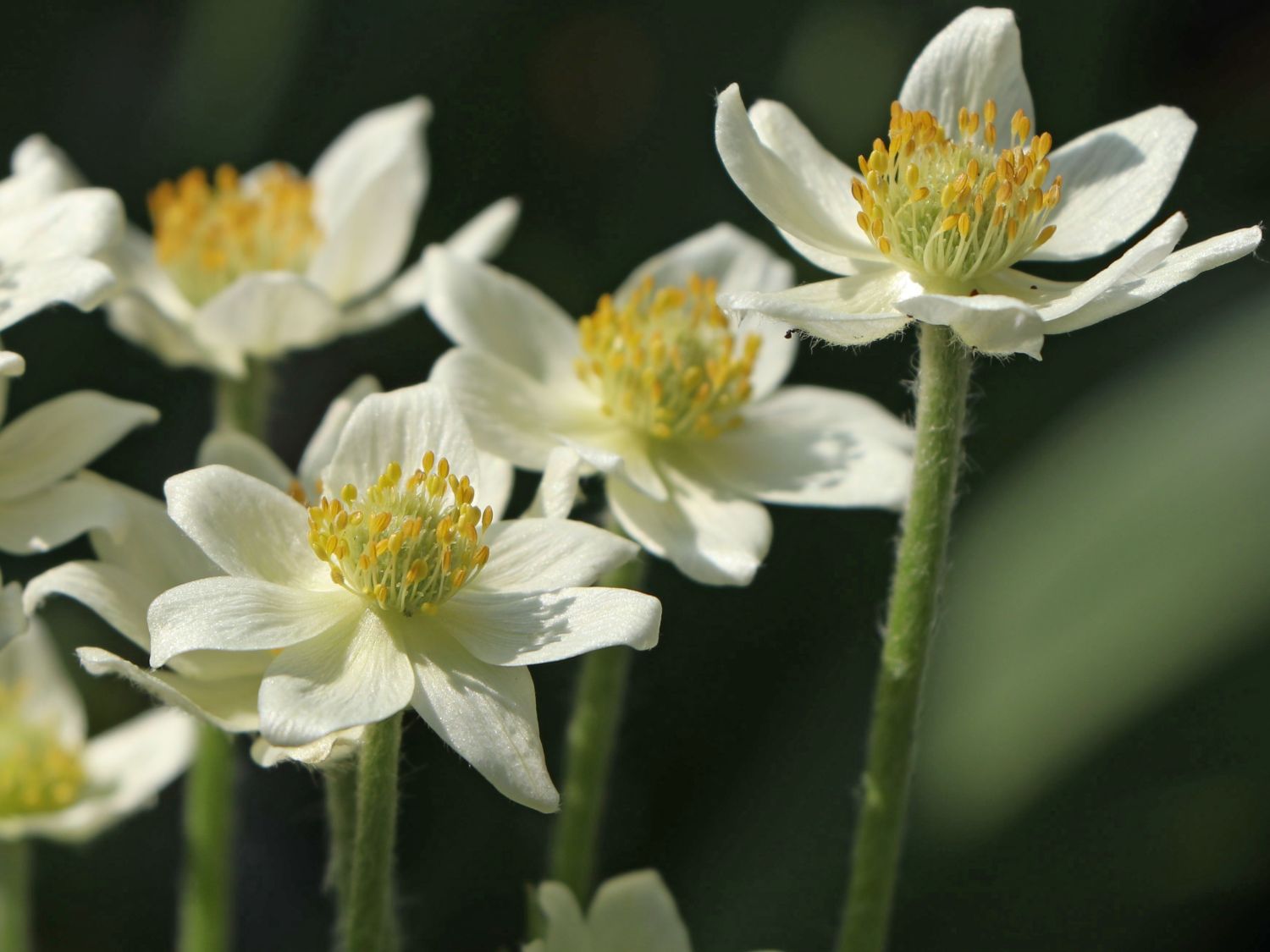 Frühsommer-Windröschen 'Annabella White' - Anemone multifida 'Annabella White'