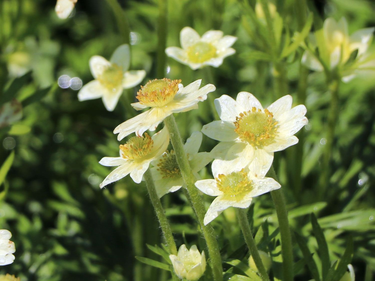 Frühsommer-Windröschen 'Annabella White' - Anemone multifida 'Annabella White'