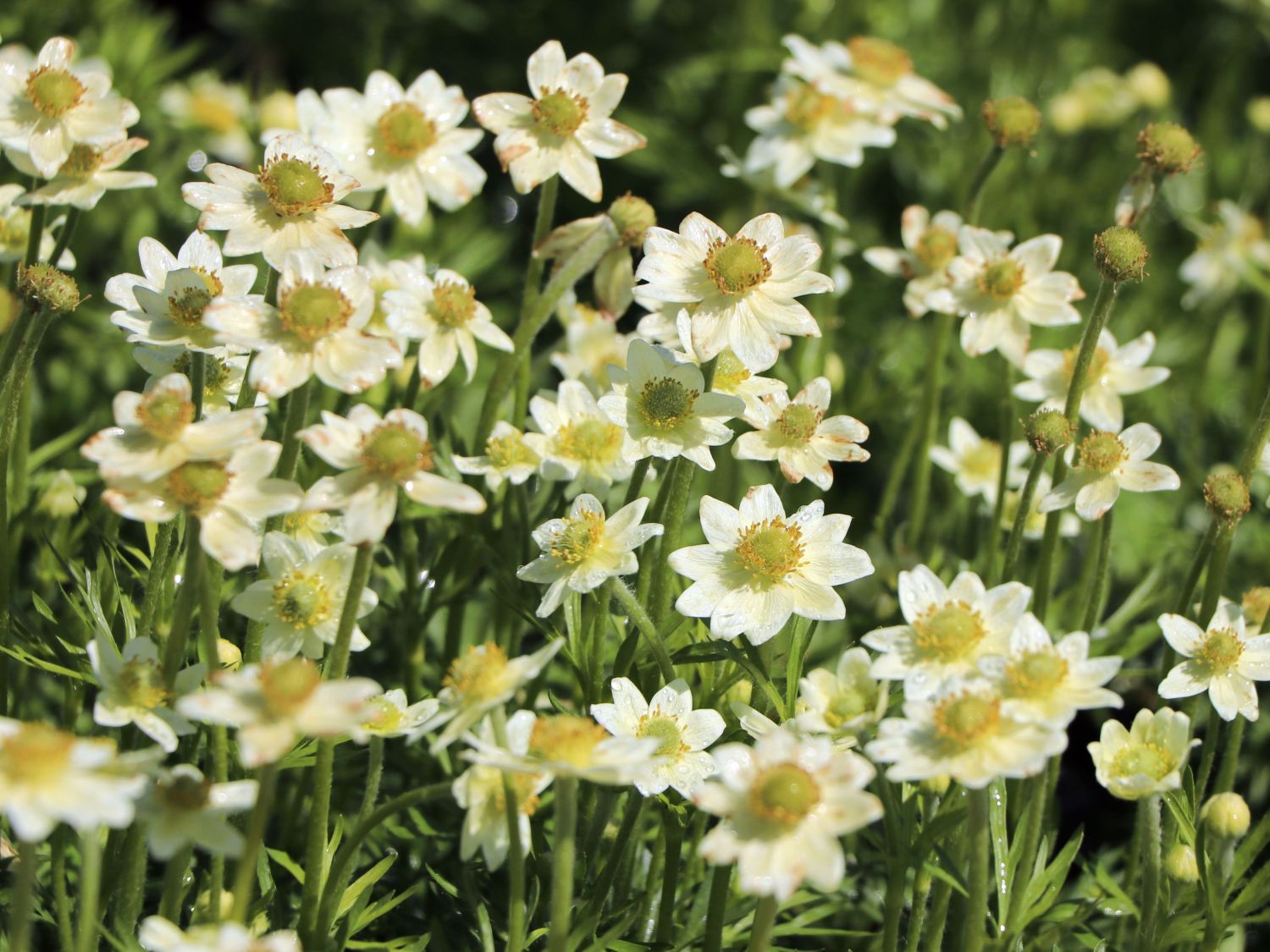Frühsommer-Windröschen 'Annabella White' - Anemone multifida 'Annabella White'
