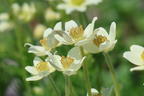 Frühsommer-Windröschen 'Annabella White' - Anemone multifida 'Annabella White'