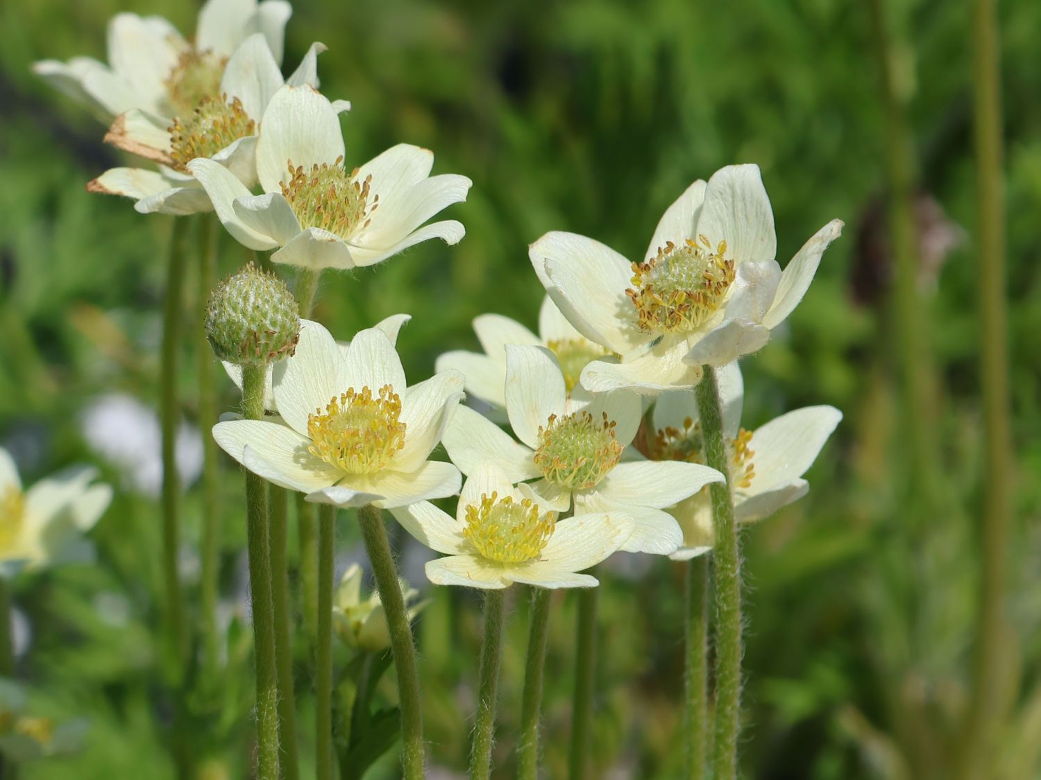 Frühsommer-Windröschen 'Annabella White' - Anemone multifida 'Annabella White'