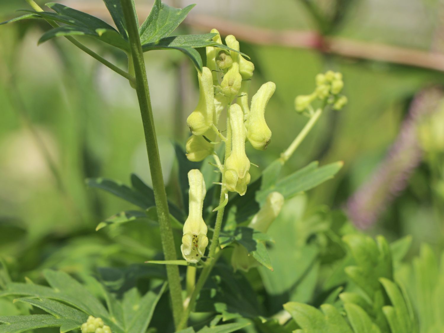 Fuchs-Eisenhut / Wolfs-Eisenhut