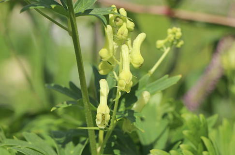 Fuchs-Eisenhut / Wolfs-Eisenhut - Aconitum lycoctonum subsp. vulparia