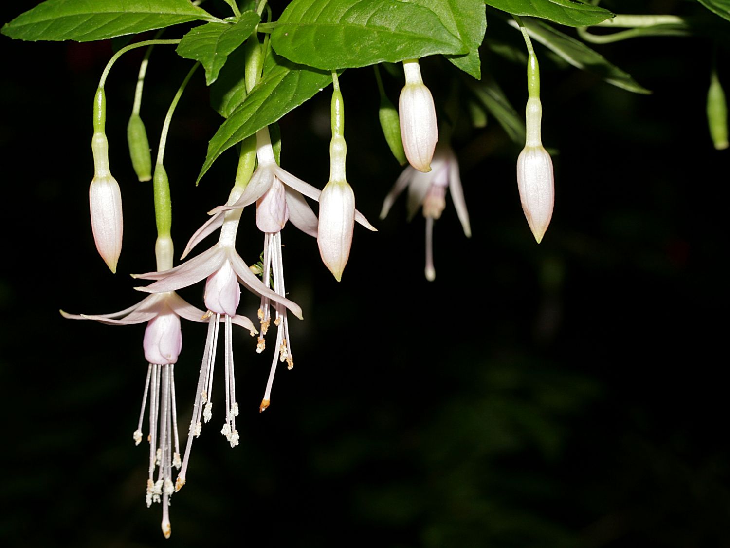 Fuchsie 'Alba'