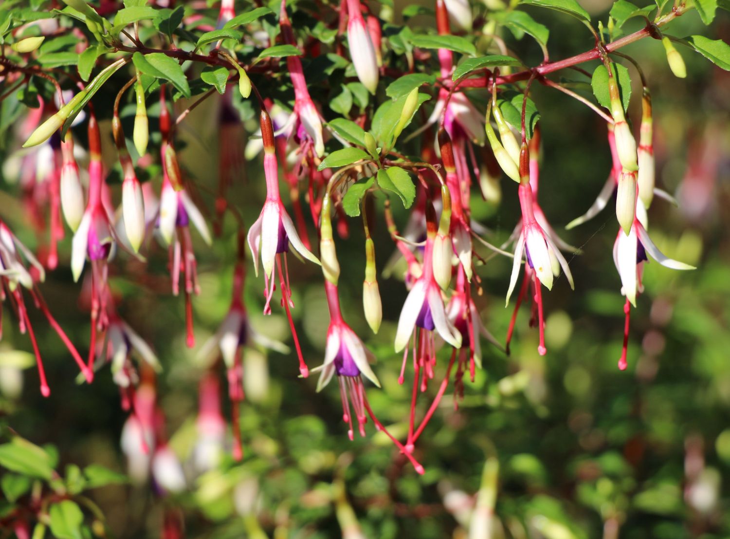 Arauco-Fuchsie - Fuchsia mag. var. arauco