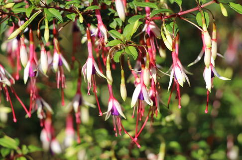 Arauco-Fuchsie - Fuchsia mag. var. arauco
