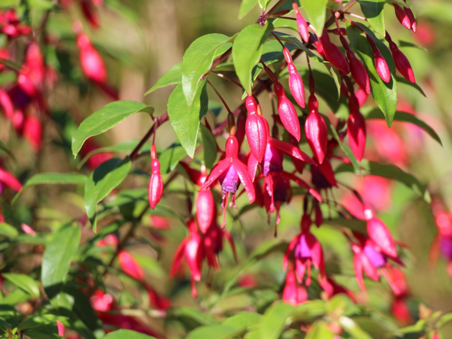 Fuchsie 'Insel Neuwerk' - Fuchsia x cultorum 'Insel Neuwerk'