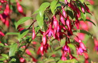 Fuchsie 'Insel Neuwerk'