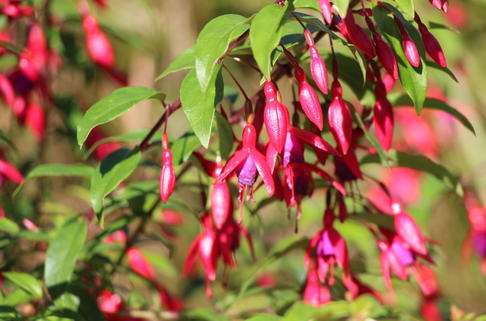Fuchsie 'Insel Neuwerk' - Fuchsia x cultorum 'Insel Neuwerk'