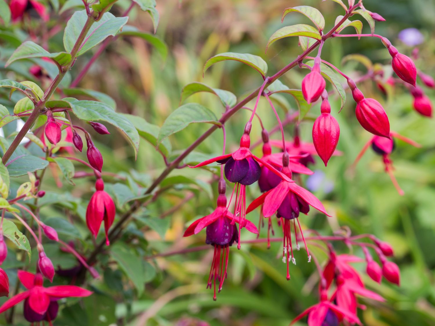 Fuchsien (Fuchsia)