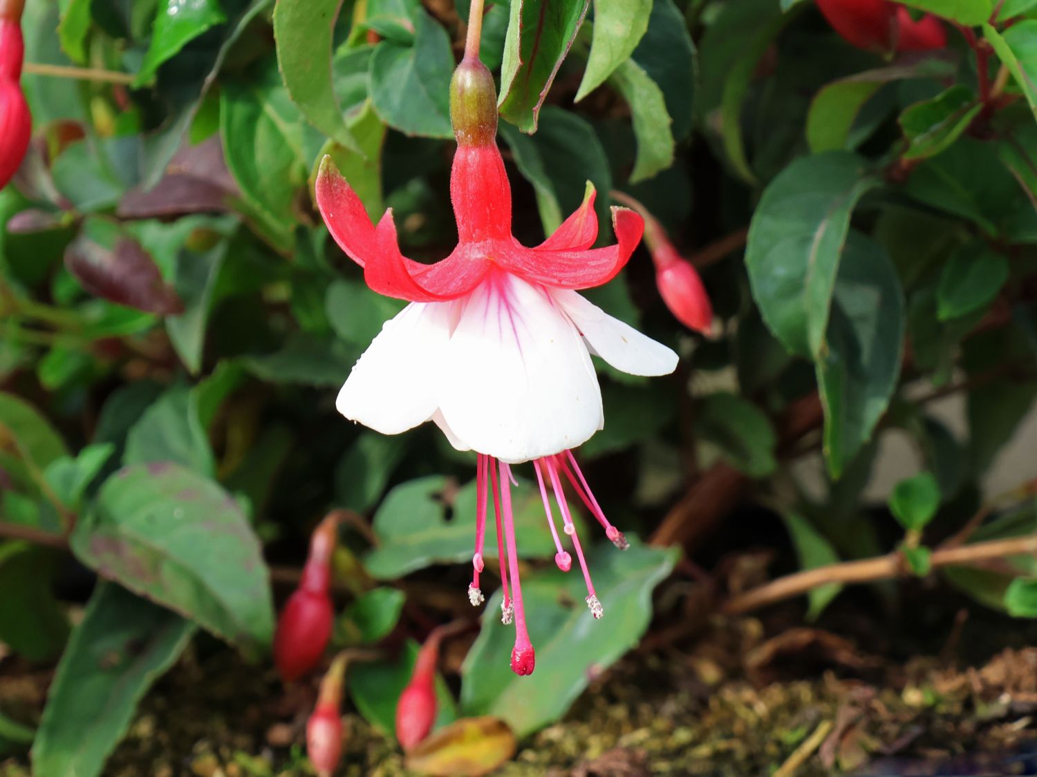 Fuchsie 'Lady Thumb'
