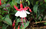 Fuchsie 'Lady Thumb'