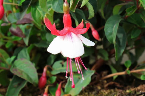Fuchsie 'Lady Thumb' - Fuchsia 'Lady Thumb'