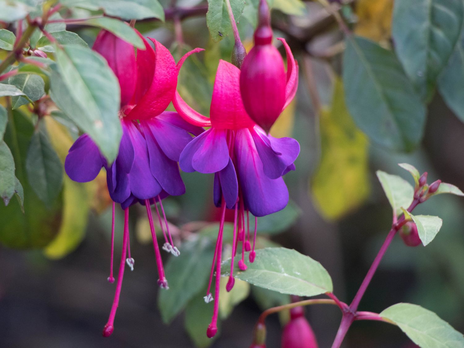 Fuchsie 'Margaret' - Fuchsia x cultorum 'Margaret'