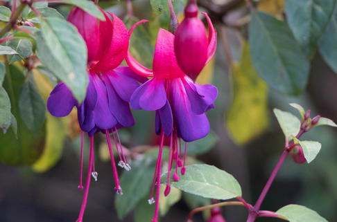Fuchsie 'Margaret' - Fuchsia x cultorum 'Margaret'