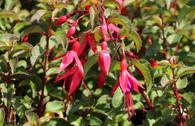 Fuchsie 'Mrs. Popple'