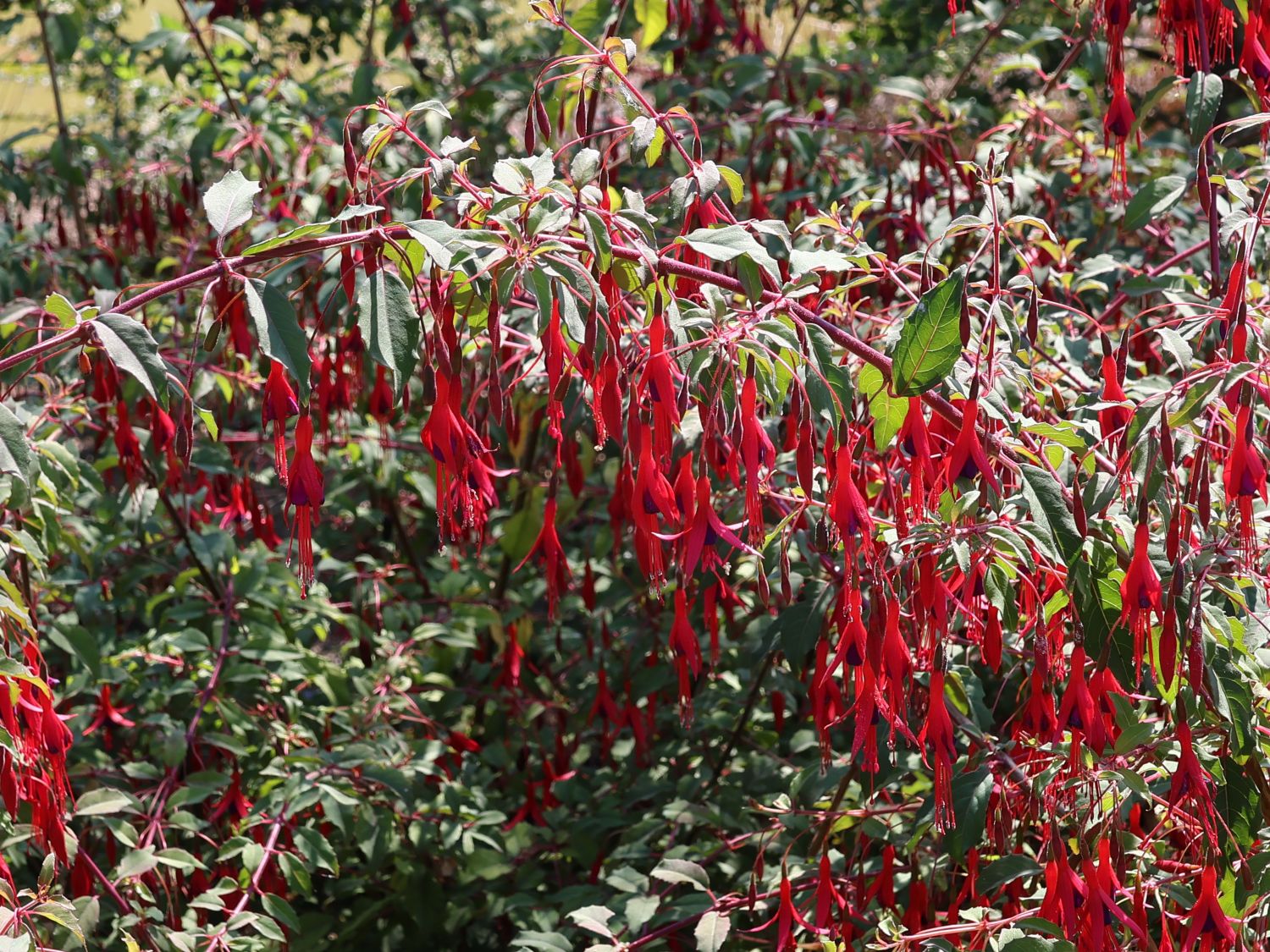 Fuchsie 'Tenella' - Fuchsia magellanica 'Tenella'