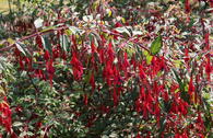 Fuchsie 'Tenella'