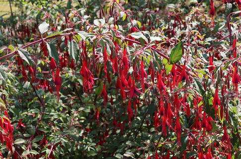 Fuchsie 'Tenella' - Fuchsia magellanica 'Tenella'