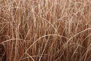 Fuchsrote Neuseeland-Segge 'RED ROOSTER' ®