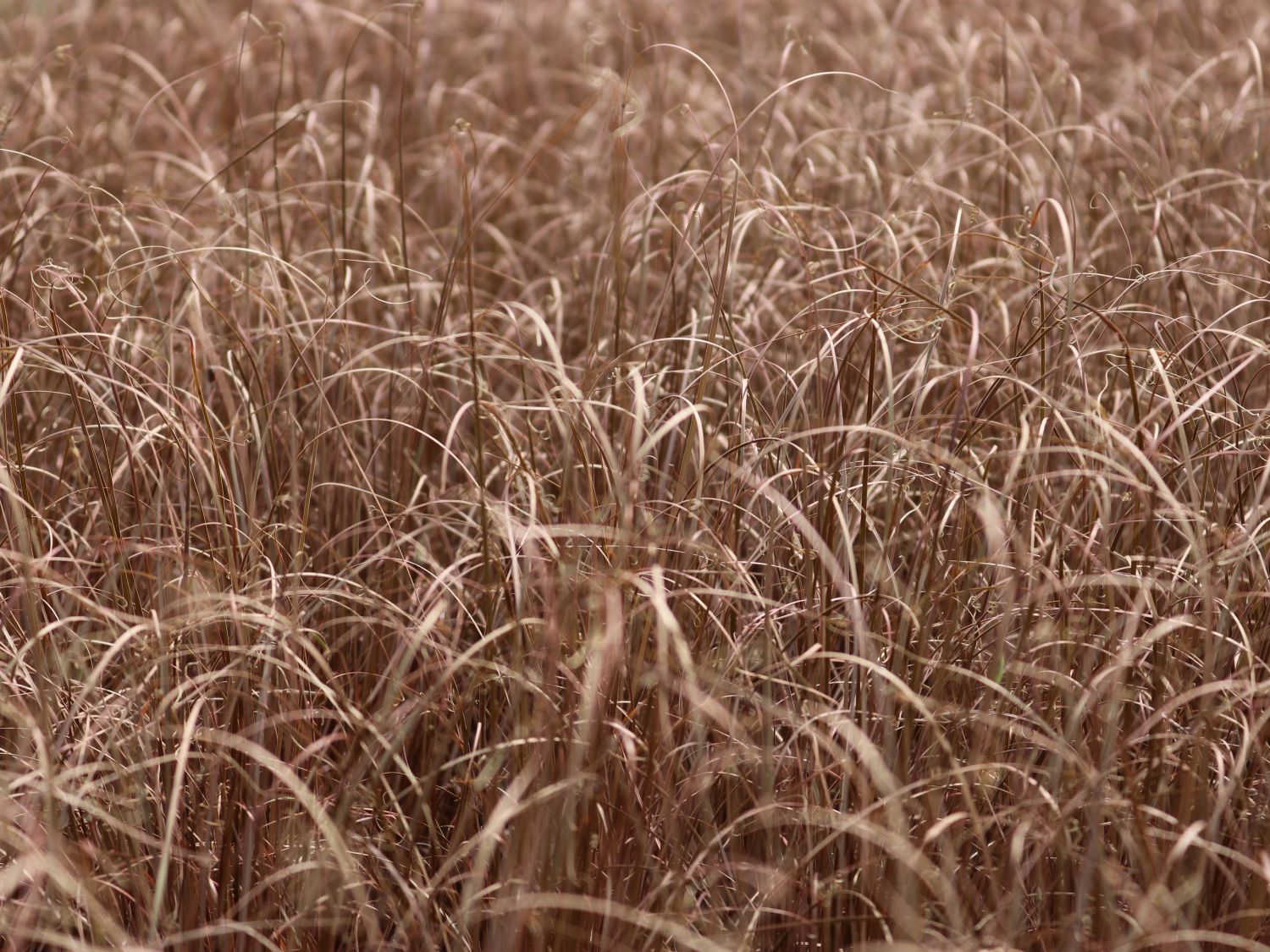 Fuchsrote Neuseeland-Segge 'RED ROOSTER' ® - Carex buchananii 'RED ROOSTER' ®