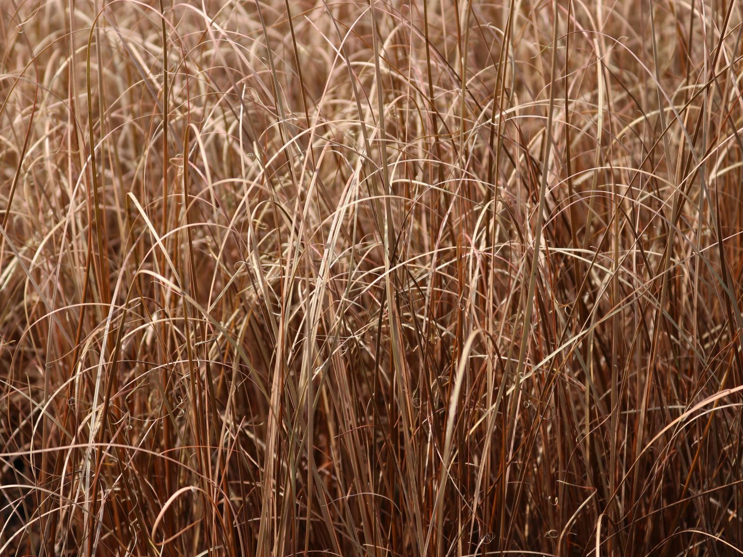Fuchsrote Neuseeland-Segge 'RED ROOSTER' ® - Carex buchananii 'RED ROOSTER' ®