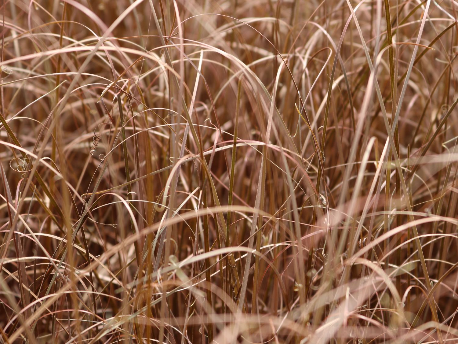 Fuchsrote Neuseeland-Segge 'RED ROOSTER' ® - Carex buchananii 'RED ROOSTER' ®