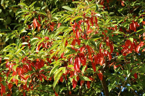 Funkenblatt - Photinia davidiana