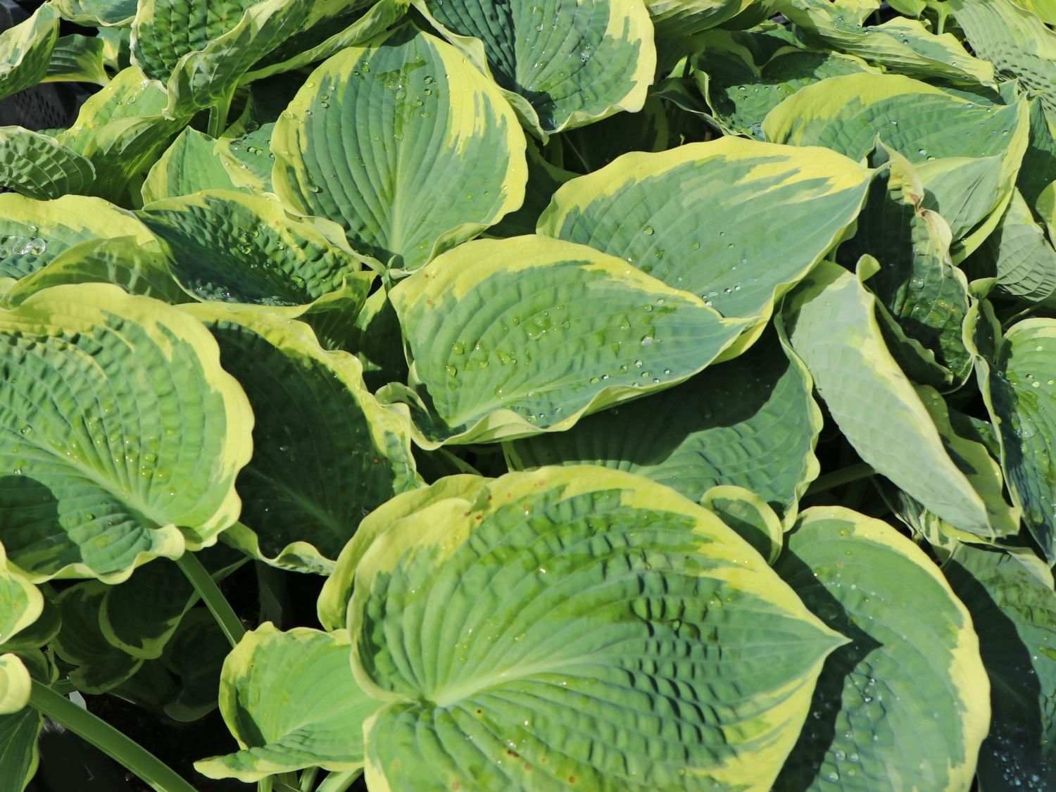 Funkie 'American Halo'