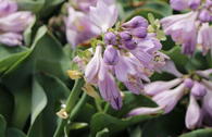 Funkie 'Blue Mouse Ears'