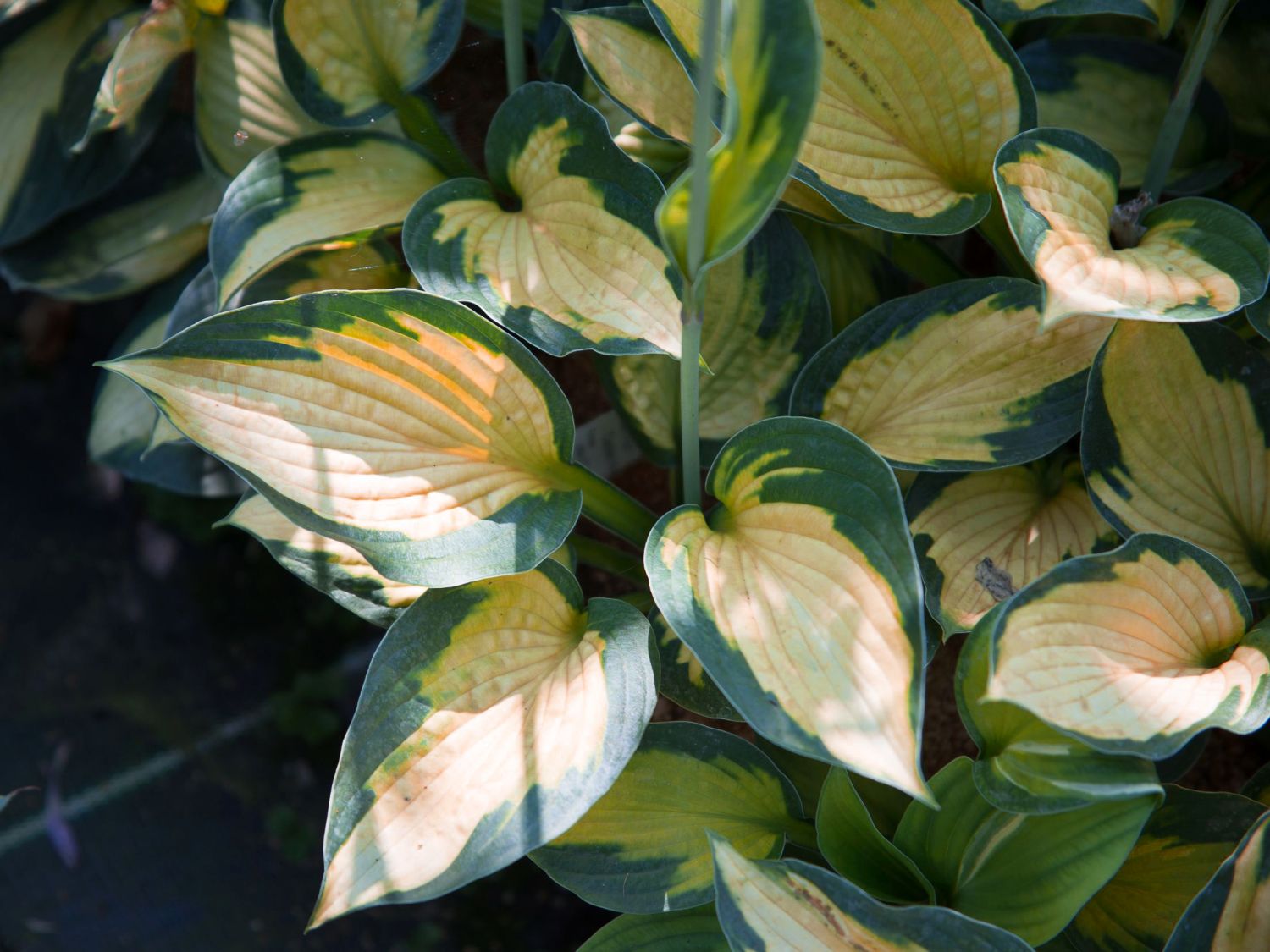 Funkie 'Captain Kirk'