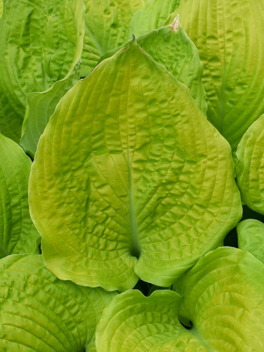 Funkie 'Coast to Coast' - Hosta 'Coast to Coast'