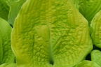 Funkie 'Coast to Coast' - Hosta 'Coast to Coast'