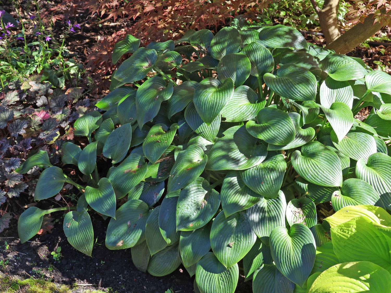 Funkie 'Devon Green'