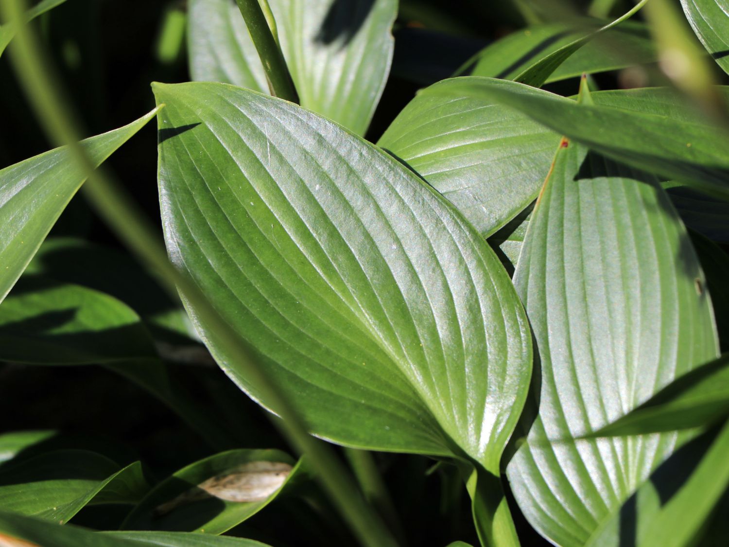 Funkie 'Devon Green' - Hosta x tardiana 'Devon Green'