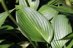 Funkie 'Devon Green' - Hosta x tardiana 'Devon Green'