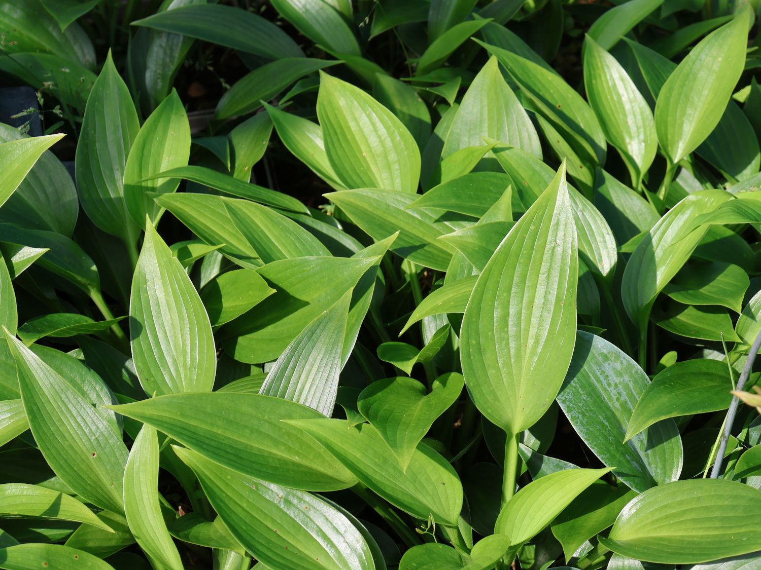 Funkie 'Devon Green' - Hosta x tardiana 'Devon Green'
