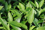 Funkie 'Devon Green' - Hosta x tardiana 'Devon Green'