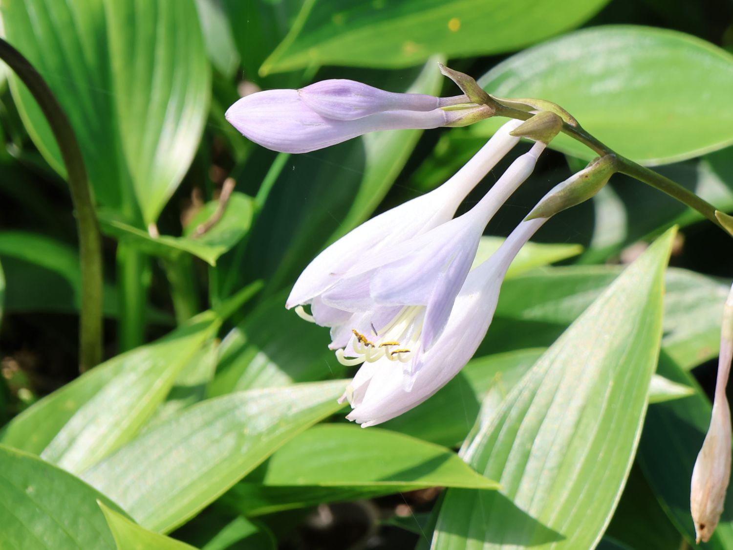 Funkie 'Devon Green' - Hosta x tardiana 'Devon Green'