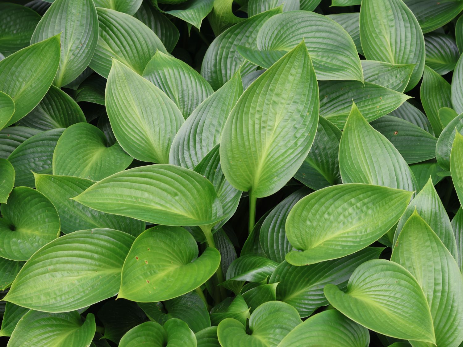 Funkie 'Devon Green' - Hosta x tardiana 'Devon Green'