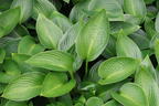 Funkie 'Devon Green' - Hosta x tardiana 'Devon Green'