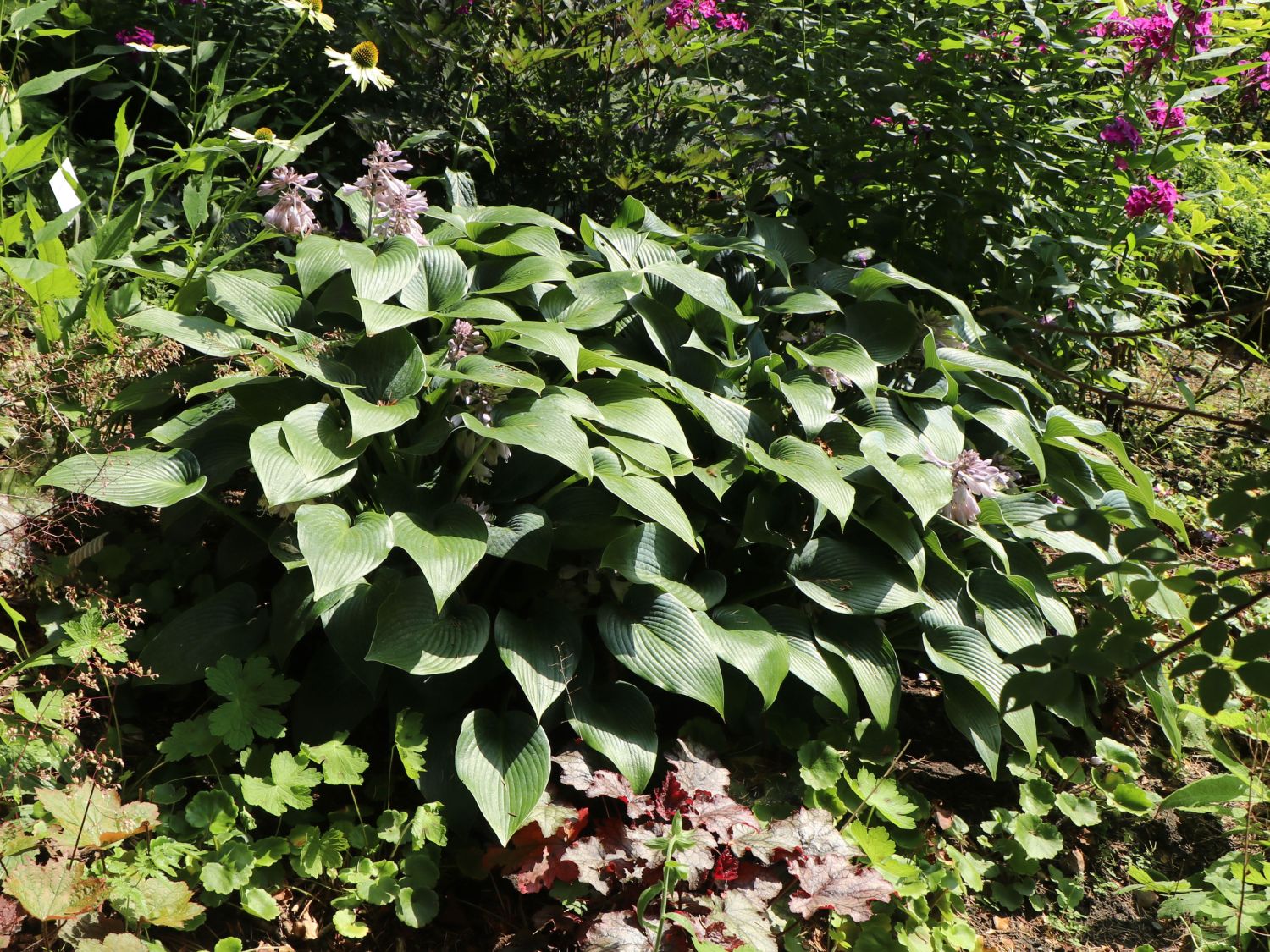 Funkie 'Devon Green' - Hosta x tardiana 'Devon Green'