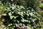Funkie 'Devon Green' - Hosta x tardiana 'Devon Green'