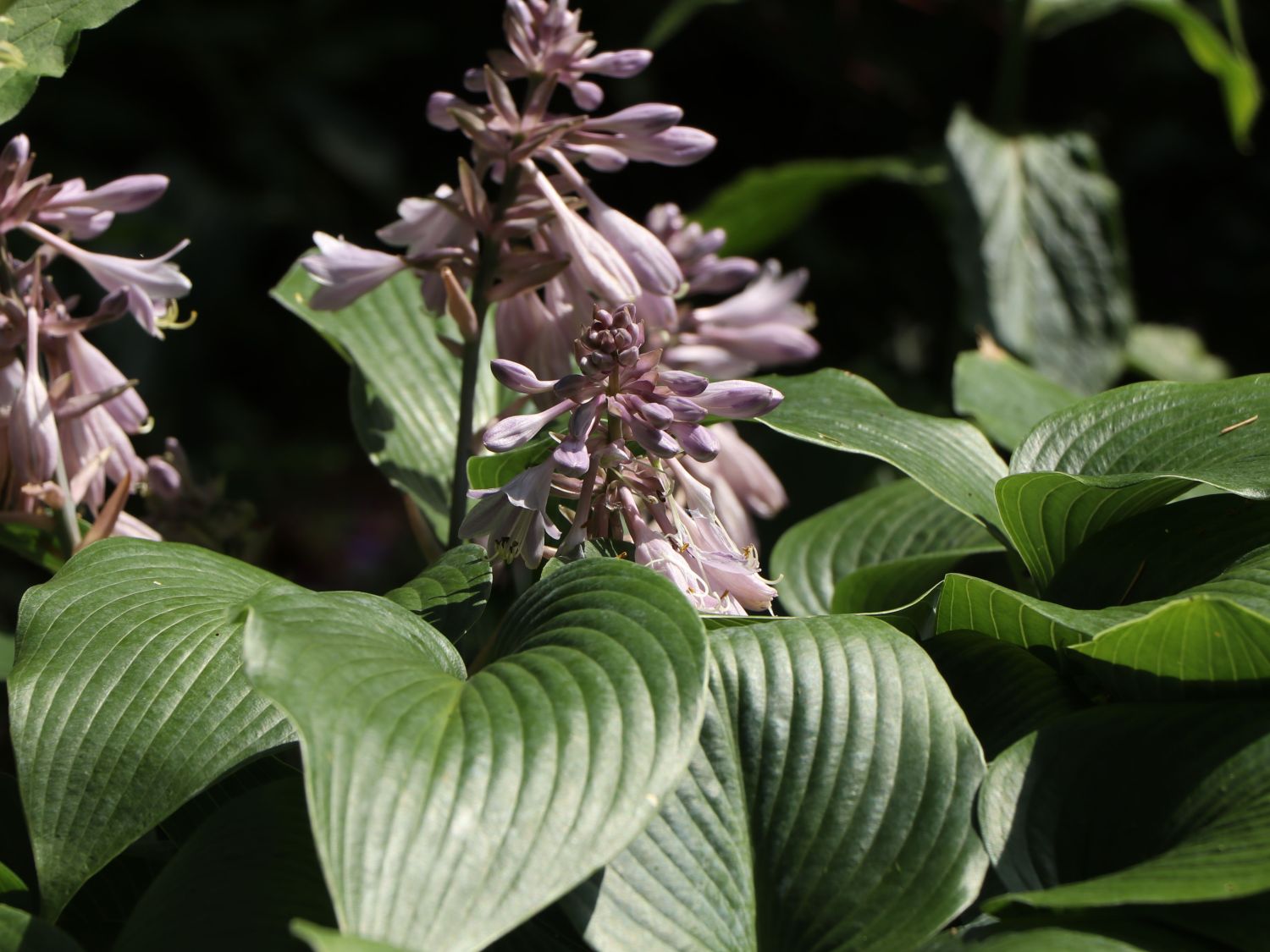 Funkie 'Devon Green' - Hosta x tardiana 'Devon Green'