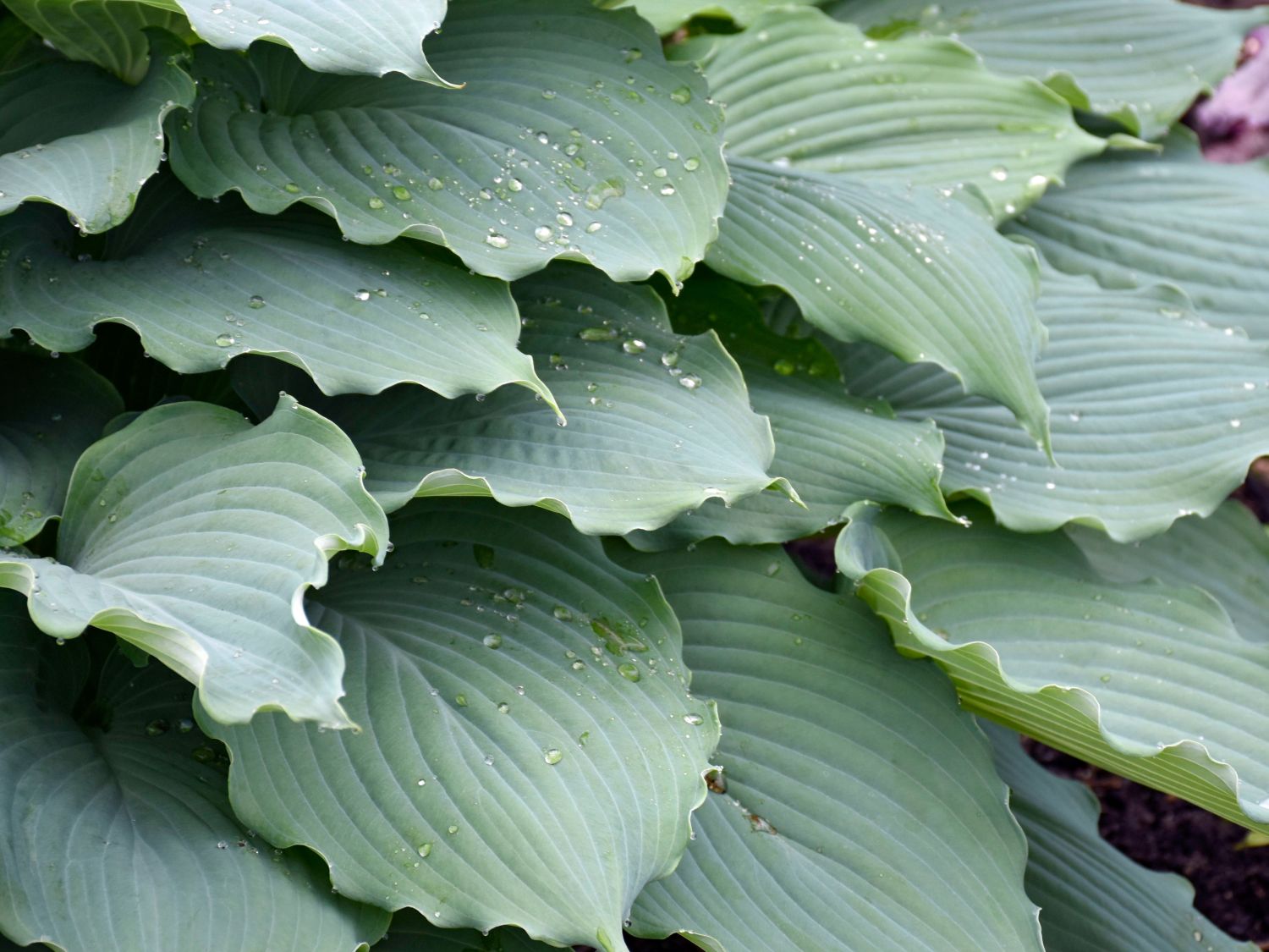 Funkie 'Diamond Lake'